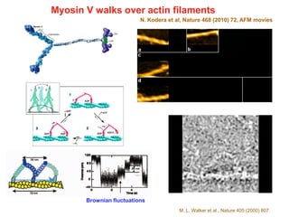 Myosin V walks over actin filaments
M. L. Walker et al., Nature 405 (2000) 807
Brownian fluctuations
N. Kodera et al, Nature 468 (2010) 72, AFM movies
 