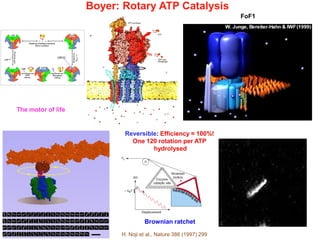 Boyer: Rotary ATP Catalysis
FoF1
H. Noji et al., Nature 386 (1997) 299
Brownian ratchet
Reversible: Efficiency ≈ 100%!
One 120 rotation per ATP
hydrolysed
The motor of life
 