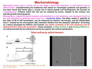 Tether pulling by optical tweezers
B. Pontes, N. B. Viana, L. T. Salgado, M. Farina, V. Moura Neto, and HMN,
Bioph. J. 101, 43 (2011)
Mechanobiology
Mechanical forces play a crucial role in cell shape control and migration, in cell division and in
differentiation. Complementing the traditional view based on morphogen gradients and genetics, it
has been found that forces play a crucial role in tissue growth and development, the process of
morphogenesis. Proteins within the cell can be released by forces, migrate to the nucleus and
activate growth-inducing genes.
Microspheres, trapped by optical tweezers and attached to a cell membrane, are employed to pull on
the cell, extracting a cylindrical tube known as a membrane tether. The tether radius R, typically of
the order of 50 to 100 nanometers, can be measured by electron microscopy, and the steady-state
force F exerted by the microsphere after extraction follows from the tweezers calibration. According
to a theory developed by Helfrich and Canham, the elastic constants of the cell membrane can be
determined from these two parameters. These constants, surface tension σ and bending stiffness κ,
are influenced both by the membrane and by its support, the cortical cytoskeleton.
 