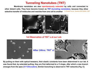 Tunneling Nanotubes (TNT)
A. Rustom et al., Science 303 (2004) 1007
Membrane nanotubes are also spontaneously extended by cells and connected to
other distant cells. They have become known as TNT (tunneling nanotubes), because they allow
selective transfer of molecules and vesicles from one cell to another
By pulling on them with optical tweezers, their elastic constants have been determined in our lab. It
was found that, by extended pulling, they are first deformed to a V shape, after which a new branch
emerges from the apex (V-Y bifurcation). Similar branching is observed in TNT networks (Fig. C).
1st Observation of TNT’s at our Lab
After 24hrs: TNT’s!
 