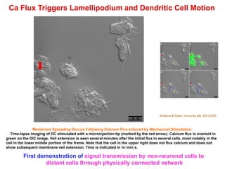 Ca Flux Triggers Lamellipodium and Dendritic Cell Motion
First demonstration of signal transmission by non-neuronal cells to
distant cells through physically connected network
Membrane Spreading Occurs Following Calcium Flux Induced by Mechanical Stimulation.
Time-lapse imaging of DC stimulated with a microinjection tip (marked by the red arrow). Calcium flux is overlaid in
green on the DIC image. Veil extension is seen several minutes after the initial flux in several cells, most notably in the
cell in the lower middle portion of the frame. Note that the cell in the upper right does not flux calcium and does not
show subsequent membrane veil extension. Time is indicated in hr:min:s.
Watkins & Salter Immunity 23, 309 (2005
 