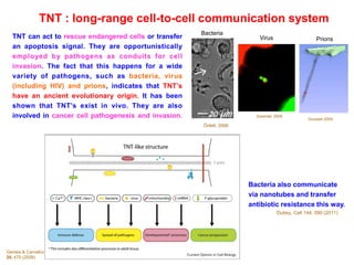 TNT can act to rescue endangered cells or transfer
an apoptosis signal. They are opportunistically
employed by pathogens as conduits for cell
invasion. The fact that this happens for a wide
variety of pathogens, such as bacteria, virus
(including HIV) and prions, indicates that TNT’s
have an ancient evolutionary origin. It has been
shown that TNT’s exist in vivo. They are also
involved in cancer cell pathogenesis and invasion.
TNT : long-range cell-to-cell communication system
Gerdes & Carvalho
20, 470 (2008)
Gousset 2009
Sowinski 2008
Önfelt, 2006
Bacteria
Virus Prions
Bacteria also communicate
via nanotubes and transfer
antibiotic resistance this way.
Dubey, Cell 144, 590 (2011)
 