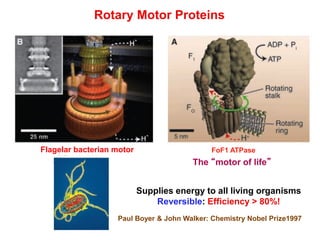 Rotary Motor Proteins
Flagelar bacterian motor FoF1 ATPase
The “motor of life”
Supplies energy to all living organisms
Reversible: Efficiency > 80%!
Paul Boyer & John Walker: Chemistry Nobel Prize1997
 
