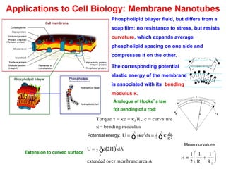 Applications to Cell Biology: Membrane Nanotubes
Phospholipid bilayer fluid, but differs from a
soap film: no resistance to stress, but resists
curvature, which expands average
phospholipid spacing on one side and
compresses it on the other.
Torque t = kc = k R , c = curvature
k= bending modul us
U = 1
2
0
L
ò kc2
ds = 1
2 k ds
R20
L
ò
Extension to curved surface
Mean curvature:
H º
1
2
1
R1
+
1
R2
æ
èç
ö
ø÷
Potential energy:
U = 1
2 k 2H( )
A
ò
2
dA
extended over membrane area A
The corresponding potential
elastic energy of the membrane
is associated with its bending
modulus κ.
Analogue of Hooke’s law
for bending of a rod:
 
