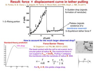 Result: force × displacement curve in tether pulling
1–3–Rising portion
4–Sudden drop (signals
formation of nanotube)
Plateau (signals
existence of a
membrane reservoir
5–Equilibrium tether force F
B. Pontes, N. B. Viana, L. T. Salgado, M. Farina, V. Moura Neto, and HMN, Bioph. J. 101, 43 (2011)
13% drop
Standard theory prediction
How to account for the much larger observed drop?
The bead contact with the cell is not a point, but a
circular patch of radius Rp.The maximum force it
can support is Fmax = 2πσRp. Pulling > collapses
the membrane onto the nanotube of radius R. With
M. Dogterom + al, PRL 94, 068101 (2005)
s =
F
4pR
⇒
Fmax
F
=
1
2
Rp
R
For Rp >> R, this yields a large drop.
Force Barrier Theory
 