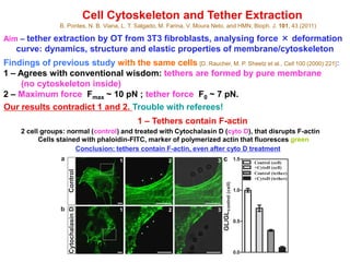 Cell Cytoskeleton and Tether Extraction
B. Pontes, N. B. Viana, L. T. Salgado, M. Farina, V. Moura Neto, and HMN, Bioph. J. 101, 43 (2011)
Aim – tether extraction by OT from 3T3 fibroblasts, analysing force × deformation
curve: dynamics, structure and elastic properties of membrane/cytoskeleton
Findings of previous study with the same cells [D. Raucher, M. P. Sheetz et al., Cell 100 (2000) 221]:
1 – Agrees with conventional wisdom: tethers are formed by pure membrane
(no cytoskeleton inside)
2 – Maximum force Fmax ~ 10 pN ; tether force F0 ~ 7 pN.
Our results contradict 1 and 2. Trouble with referees!
1 – Tethers contain F-actin
2 cell groups: normal (control) and treated with Cytochalasin D (cyto D), that disrupts F-actin
Cells stained with phaloidin-FITC, marker of polymerized actin that fluoresces green
Conclusion: tethers contain F-actin, even after cyto D treatment
 