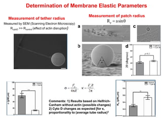 Measurement of patch radius
Rp = asinq
Measurement of tether radius
Measured by SEM (Scanning Electron Microscopy)
RcytoD >> Rcontrol (effect of actin disruption)
Determination of Membrane Elastic Parameters
Comments: 1) Results based on Helfrich-
Canham without actin (possible changes)
2) Cyto D changes as expected [for κ,
proportionality to (average tube radius)3
 
