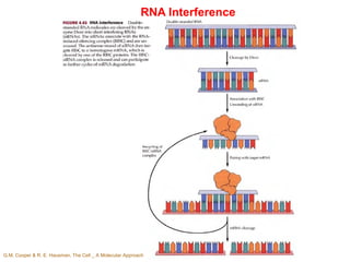 RNA Interference
G.M. Cooper & R. E. Hausman, The Cell _ A Molecular Approach
 