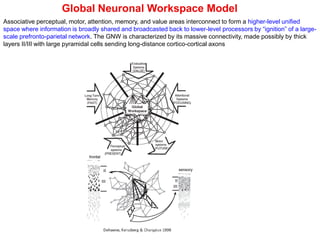 Global Neuronal Workspace Model
Associative perceptual, motor, attention, memory, and value areas interconnect to form a higher-level unified
space where information is broadly shared and broadcasted back to lower-level processors by “ignition” of a large-
scale prefronto-parietal network. The GNW is characterized by its massive connectivity, made possibly by thick
layers II/III with large pyramidal cells sending long-distance cortico-cortical axons
 