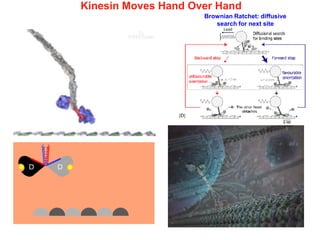 Kinesin Moves Hand Over Hand
Brownian Ratchet: diffusive
search for next site
 