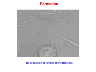 Formation
By separation of initially connected cells
 