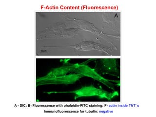 F-Actin Content (Fluorescence)
A - DIC; B- Fluorescence with phaloidin-FITC staining: F- actin inside TNT’s
Immunofluorescence for tubulin: negative
 