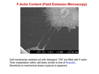 F-Actin Content (Field Emission Microscopy)
Cell membranes washed out with detergent. TNT are filled with F-actin.
Their implantation within cell looks similar to that of filopodia.
Sensitivity to mechanical stress (rupture) is apparent.
 