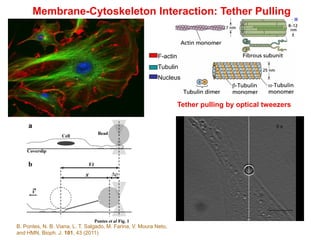 Membrane-Cytoskeleton Interaction: Tether Pulling
F-actin
Tubulin
Nucleus
Tether pulling by optical tweezers
B. Pontes, N. B. Viana, L. T. Salgado, M. Farina, V. Moura Neto,
and HMN, Bioph. J. 101, 43 (2011)
 