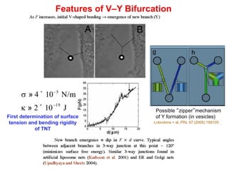 Features of V–Y Bifurcation
s » 4 ´10-5
N/m
k » 2 ´10-19
J
First determination of surface
tension and bending rigidity
of TNT
Possible “zipper”mechanism
of Y formation (in vesicles)
Lobovkina + al, PRL 97 (2006) 188105
 