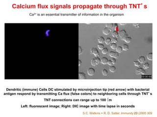 Calcium flux signals propagate through TNT’s
S.C. Watkins + R. D. Salter, Immunity 23 (2005 309
Dendritic (immune) Cells DC stimulated by microinjection tip (red arrow) with bacterial
antigen respond by transmitting Ca flux (false colors) to neighboring cells through TNT’s
TNT connections can range up to 100 m
Left: fluorescent image; Right: DIC image with time lapse in seconds
Ca2+ is an essential transmitter of information in the organism
 