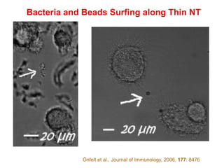 Bacteria and Beads Surfing along Thin NT
Önfelt et al., Journal of Immunology, 2006, 177: 8476
 