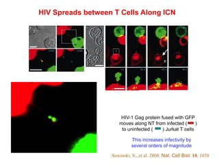 HIV Spreads between T Cells Along ICN
HIV-1 Gag protein fused with GFP
moves along NT from infected ( )
to uninfected ( ) Jurkat T cells
Sowinski, S., et al. 2008. Nat. Cell Biol. 10, 1038
This increases infectivity by
several orders of magnitude
 