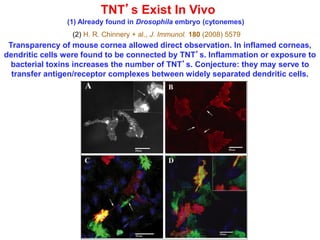 TNT’s Exist In Vivo
(2) H. R. Chinnery + al., J. Immunol. 180 (2008) 5579
Transparency of mouse cornea allowed direct observation. In inflamed corneas,
dendritic cells were found to be connected by TNT’s. Inflammation or exposure to
bacterial toxins increases the number of TNT’s. Conjecture: they may serve to
transfer antigen/receptor complexes between widely separated dendritic cells.
(1) Already found in Drosophila embryo (cytonemes)
 