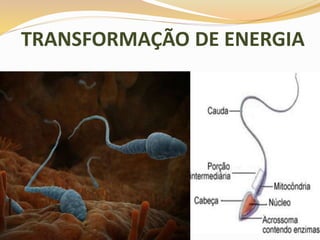 TRANSFORMAÇÃO DE ENERGIA
 