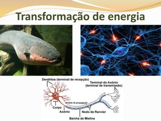 Transformação de energia
 