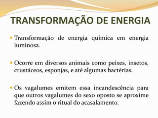 TRANSFORMAÇÃO DE ENERGIA
 Transformação de energia química em energia
luminosa.
 Ocorre em diversos animais como peixes, insetos,
crustáceos, esponjas, e até algumas bactérias.
 Os vagalumes emitem essa incandescência para
que outros vagalumes do sexo oposto se aproxime
fazendo assim o ritual do acasalamento.
 