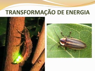 TRANSFORMAÇÃO DE ENERGIA
 