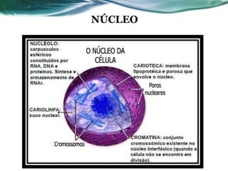 NÚCLEO
 