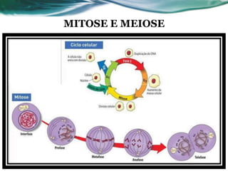 MITOSE E MEIOSE
 