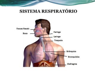 SISTEMA RESPIRATÓRIO
 