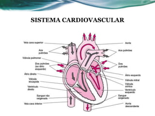 SISTEMA CARDIOVASCULAR
 