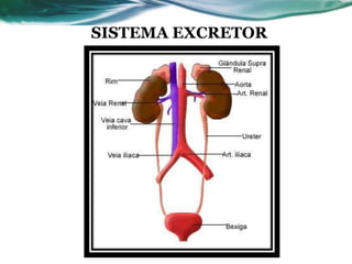 SISTEMA EXCRETOR
 