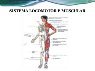 SISTEMA LOCOMOTOR E MUSCULAR
 