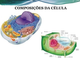 COMPOSIÇÕES DA CÉLULA
 