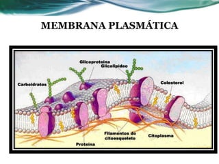 MEMBRANA PLASMÁTICA
 