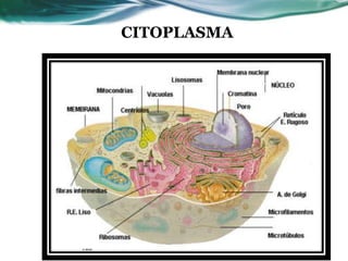 CITOPLASMA
 