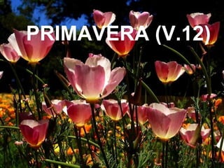 PRIMAVERA (V.12) 
