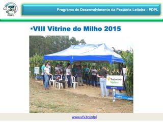 4/2UV
VIII Vitrine do Milho 2015
www.ufv.br/pdpl
Programa de Desenvolvimento da Pecuária Leiteira - PDPL
 