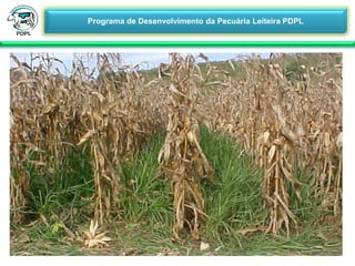 29/06/2015 08:18 4/28UFV
Programa de Desenvolvimento da Pecuária Leiteira PDPL
 Viagem Técnica em Coromandel-MG
 