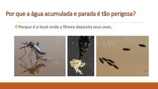 Por que a água acumulada e parada é tão perigosa?
Porque é o local onde a fêmea deposita seus ovos.
 