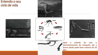 Entendo o seu
ciclo de vida
Após a eclosão do ovo, o
desenvolvimento do mosquito até a
forma adulta pode levar entorno de 10
dias.
 
