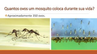 Quantos ovos um mosquito coloca durante sua vida?
Aproximadamente 350 ovos.
 