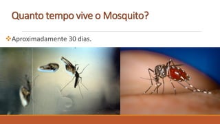 Quanto tempo vive o Mosquito?
Aproximadamente 30 dias.
 