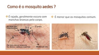 Como é o mosquito aedes ?
É rajado, geralmente escuro com
manchas brancas pelo corpo.
 É menor que os mosquitos comum.
 