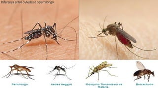 Diferençaentre o Aedese o pernilongo.
 