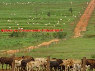 ZEBUÍNOSGUZERÁNELOREFanoEleganteTABAPUÃOriginaram-se na Índia, caracterizando-se pela adaptação ao calor dos trópicos , às grandes variações na disponibilidade de alimentos e ao alto número de parasitas internos e externos. Por milhares de gerações, a seleção natural para sobrevivência na presença destes estresses ambientais resultou em raças rústicas que têm alta resistência à endo e ectoparasitas, adaptação ao calor, umidade e radiação solar.Q - Kapy