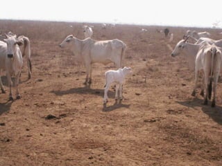            LIMOUSINTAURINOS - EUROPEUS CONTINENTAISCHAROLÊS                                      BLONDEMatrixJolympe           MARCHIGIANAPIEMONTÊSAs raças continentais de carne foram selecionadas originalmente para tração na Europa Continental. Essa seleção com menor ênfase em outras características de produção provocou  o aumento da massa muscular e do peso adulto. As raças continentais são conhecidas pelo elevado peso ao nascimento, grande potencial de crescimento (ganho de peso), alto rendimento de carcaça com menor porcentagem de gordura. Raças mais usadas no Brasil: Limousin, Charolês, Blonde d’Aquitaine, Simental, Braunvieh (Pardo-Suiço Corte), Gelbvieh, Marchigiana, PiemontêsLibroVikingSIMENTALBRAUNVIEHIsoporMallo
