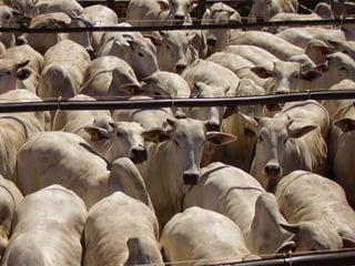 TAURINOS - EUROPEUS BRITÂNICOS ABERDEEN ANGUSPOLLED HEREFORDSua origem deu-se nas Ilhas Britânicas.A finalidade principal dessas raças têm sido, por muitos séculos, produzir carne para o consumo humano.Elas foram selecionadas para velocidade de crescimento, precocidade sexual, fertilidade e qualidade de carne, resultando em raças de tamanho intermediário.São estas as mais usadas no Brasil: Aberdeen Angus, Red Angus e Hereford.