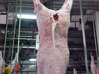 Curva de crescimento de tecidos