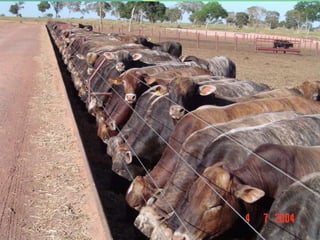 Classificação de carcaçasNº DO PEDIDO / Nº DO LOTE / SEQUÊNCIAL DO LOTE / BANDA TIPIFICAÇÃODACARCAÇANº DE IDENTIFICAÇÃOINDIVIDUALCLASSIFICAÇÃODE MERCADOS.I.F DA UNIDADE / DATA DO ABATE / Nº DO LOTE - SEXO - IDADEDATADE PRODUÇÃORAÇADATA DE VALIDADESEXONÚMERODOLOTECÓDIGO DE BARRACLASSIFICAÇÃODO PROGRAMADE QUALIDADEGRAU DE ACABAMENTODA CARCAÇANÚMERO DEDENTESSEQUÊNCIADE ABATE26
